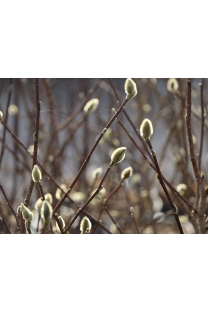 Магнолія лебнера Вайлдкет / Магнолія Вайлдкет
